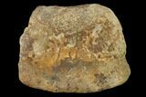 Fossil Hadrosaur Phalange - Alberta (Disposition #-) #136306-2